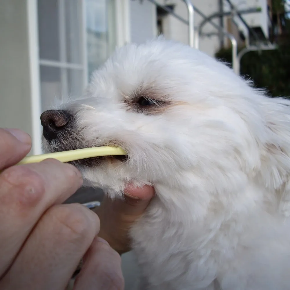 10% OFF: Mind Up Kenko Care Soft Toothbrush Small Head For Dogs