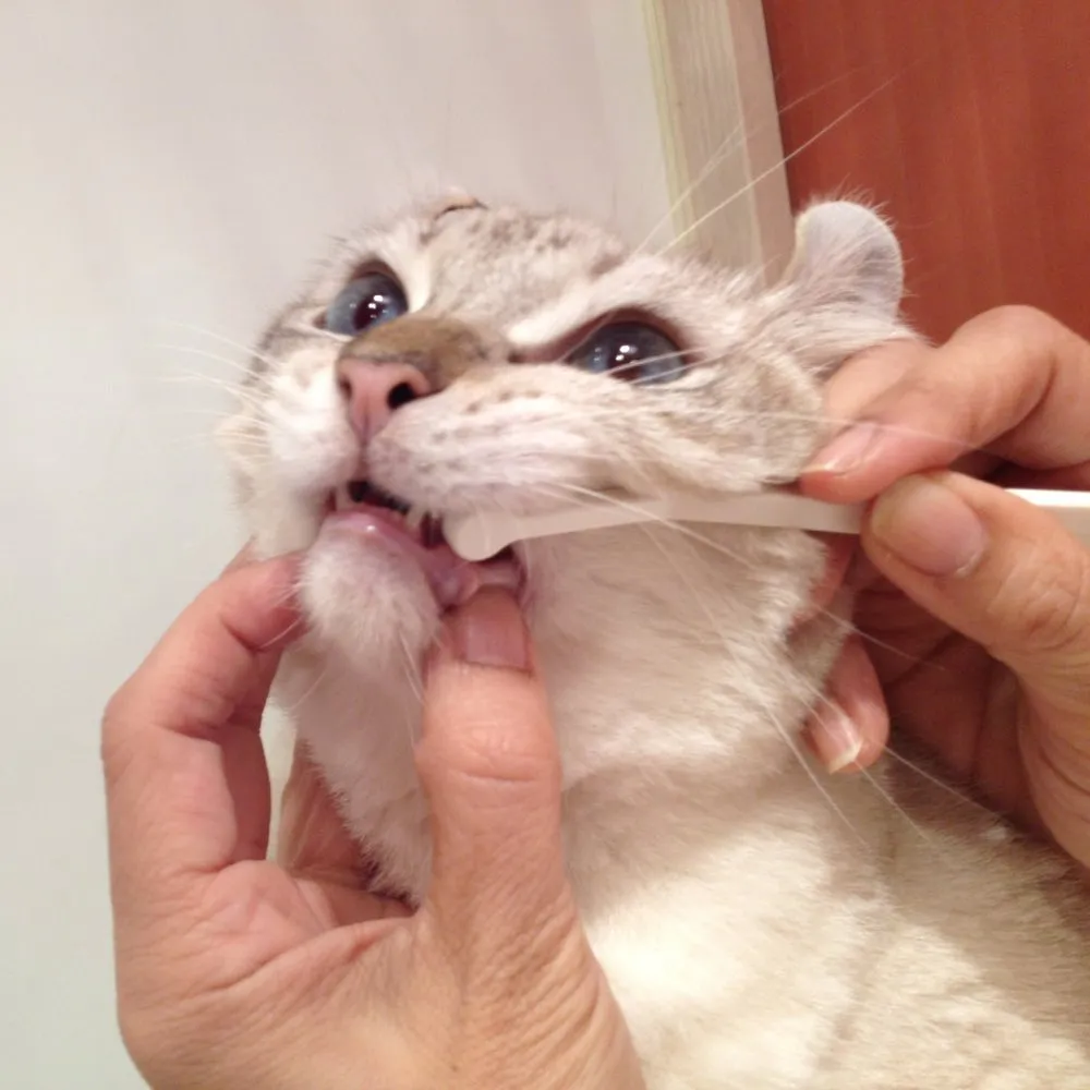 10% OFF: Mind Up Nyanko Care Toothbrush Micro Head For Cats