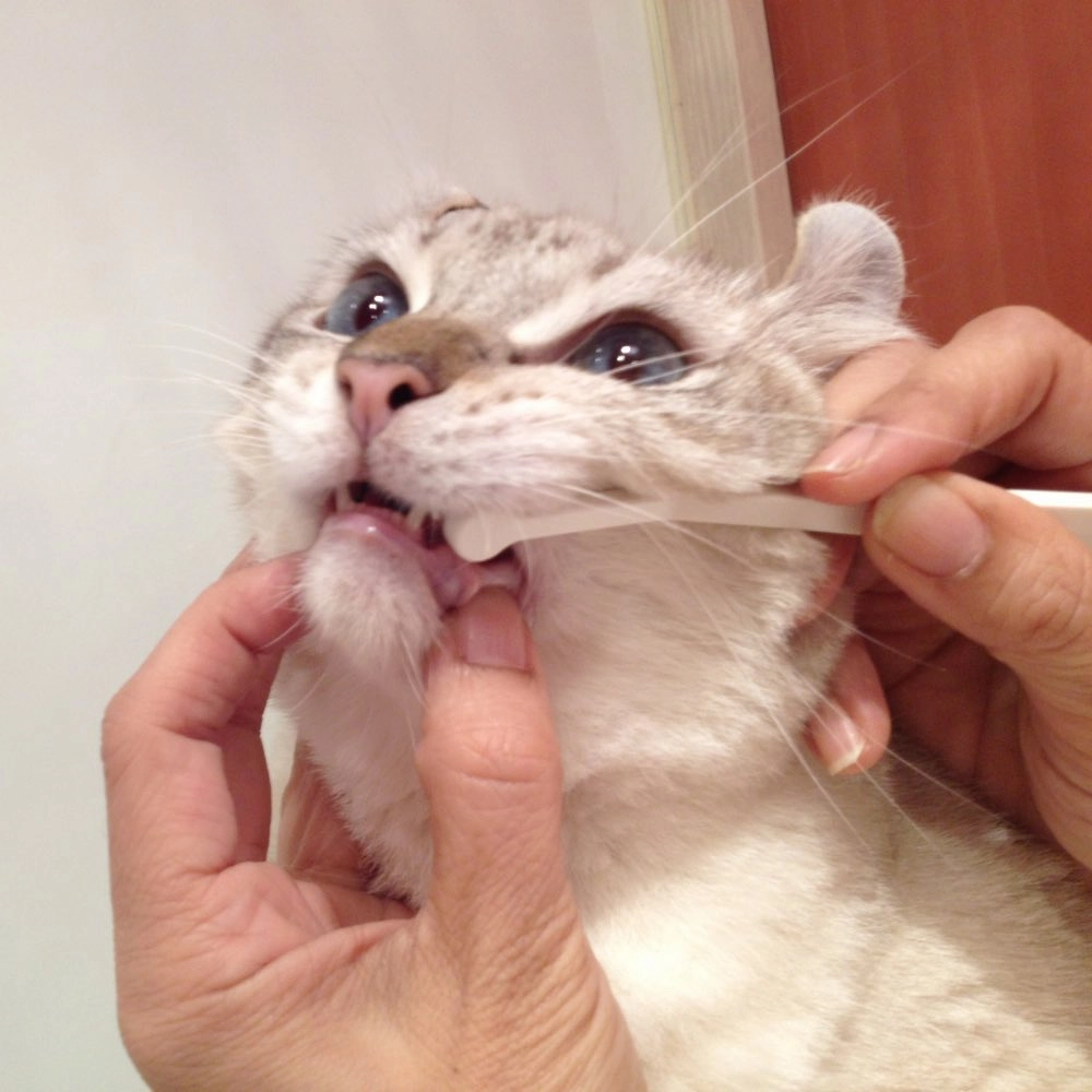 10% OFF: Mind Up Nyanko Care Toothbrush Micro Head For Cats