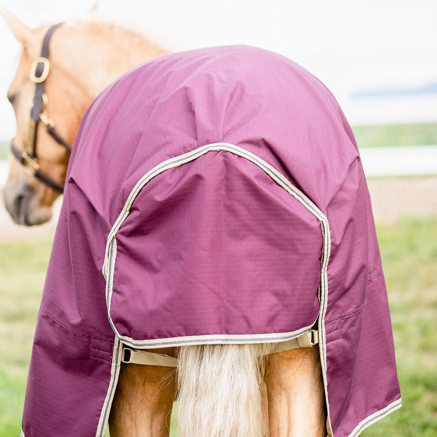 Amigo Hero Ripstop Plus Turnout, Fig/Navy