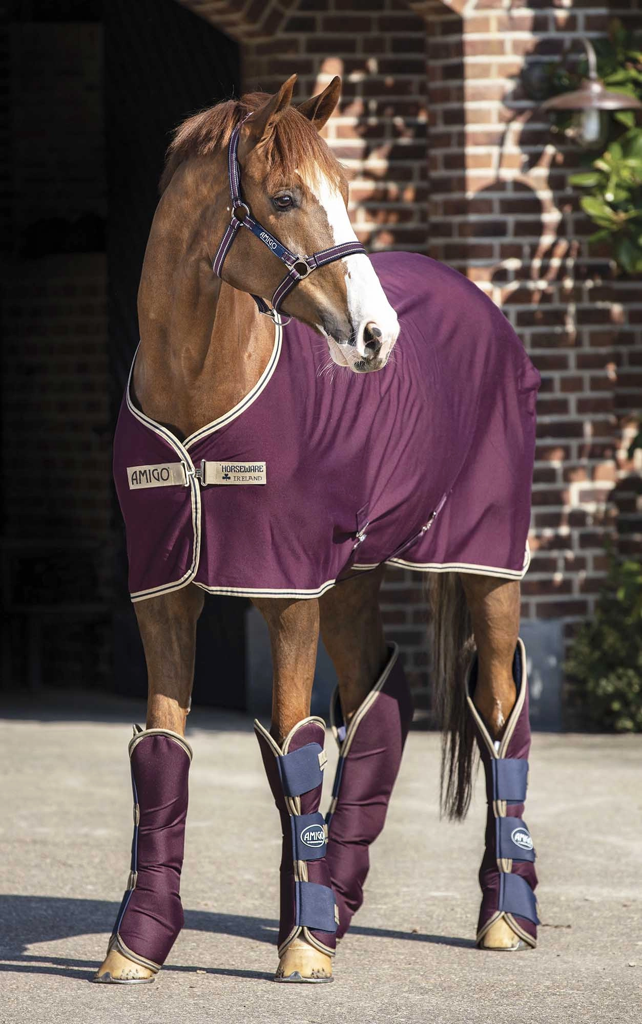 Amigo Jersey Horse Cooler, Fig with Navy & Tan Trim