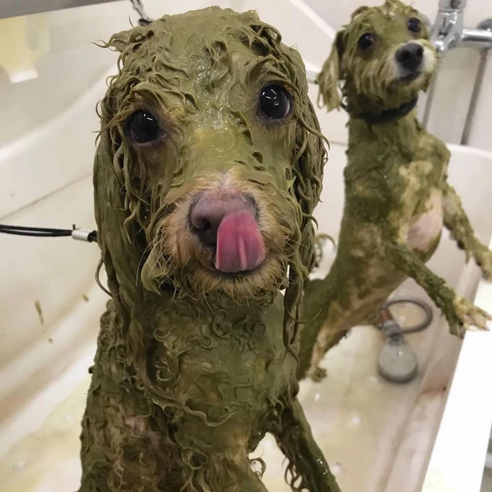 Animal Ayurveda Doctors Health Herb Skin & Hair Dog Mud Spa Treatment 1kg