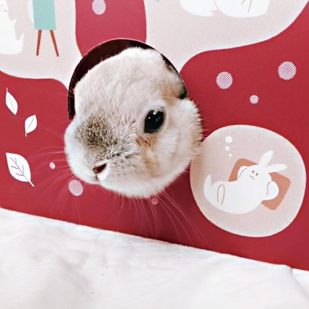 Animan Playing House For Rabbits