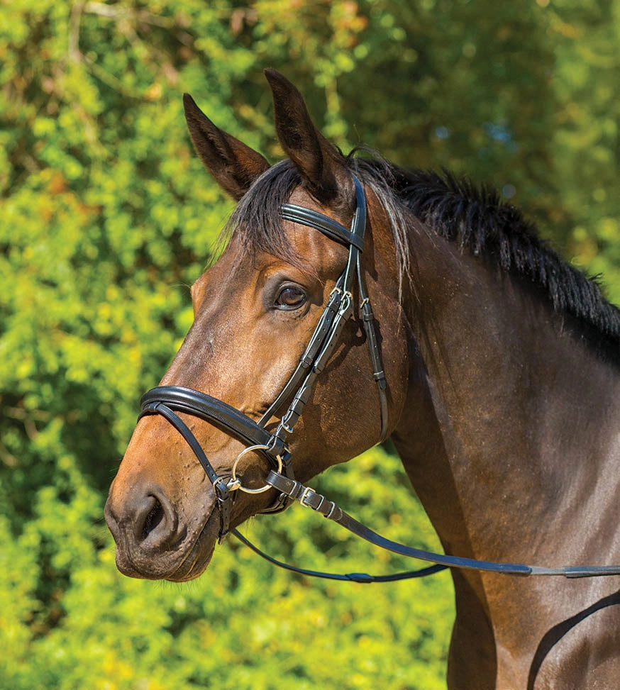 Avignon Aspen Dressage Bridle