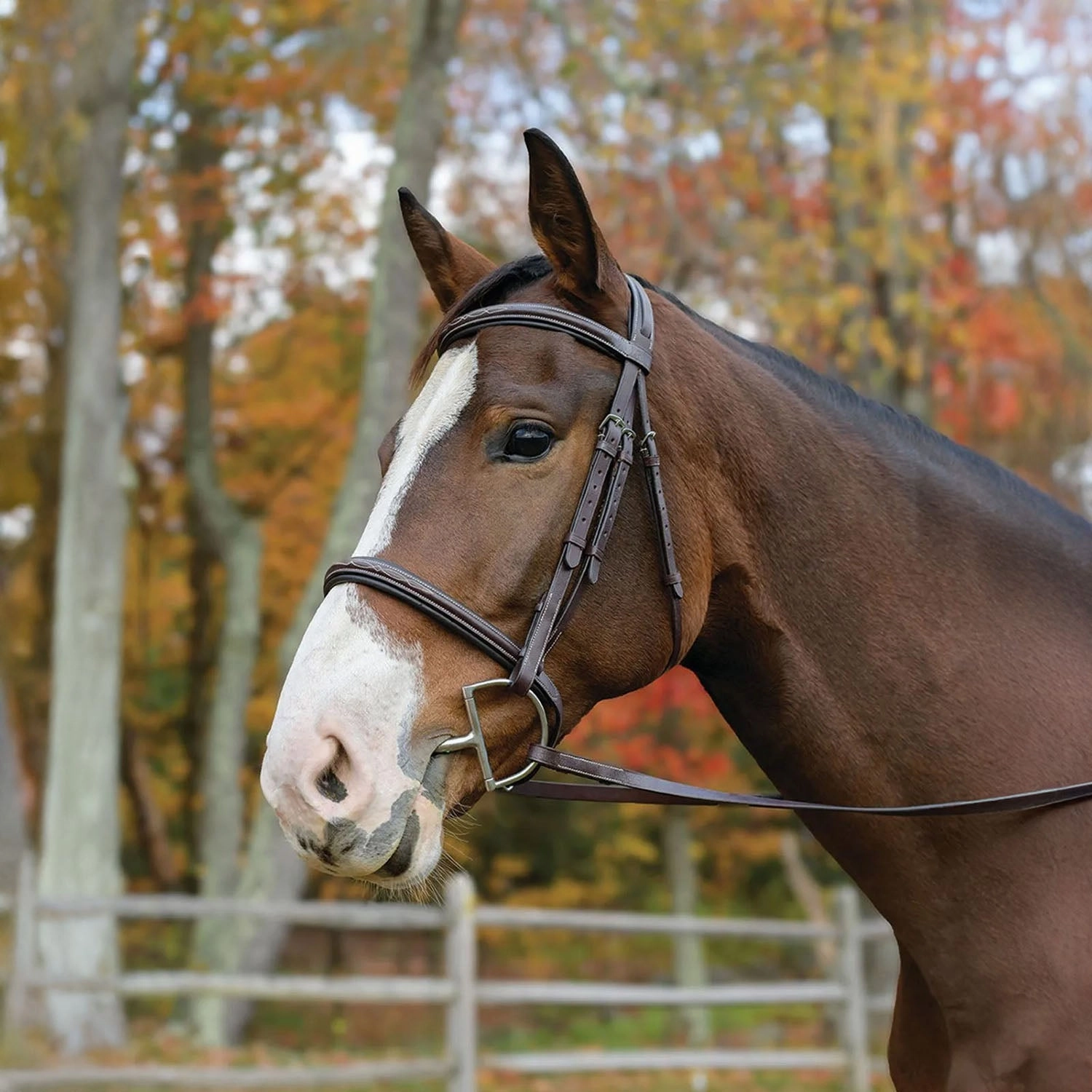 Avignon Nashville Bridle