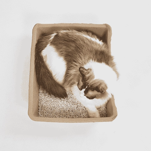 Barkbutler x Fofos Disposable Litter Box for Cats (Beige)