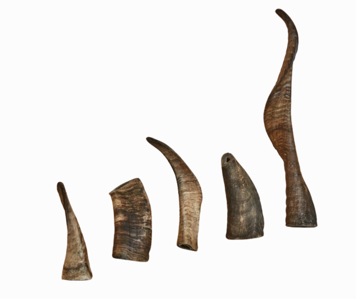 Canophera Sheep Horn
