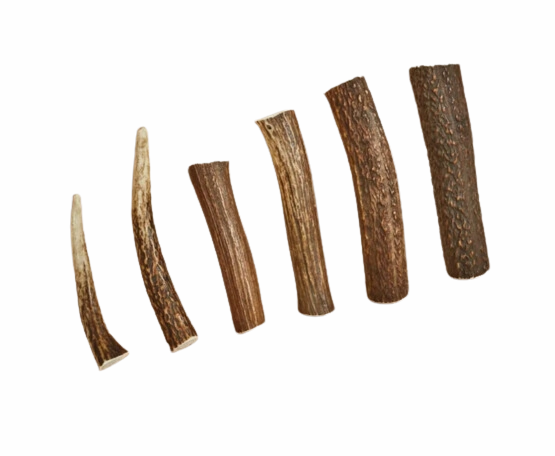 Canophera Whole Red Deer Antler