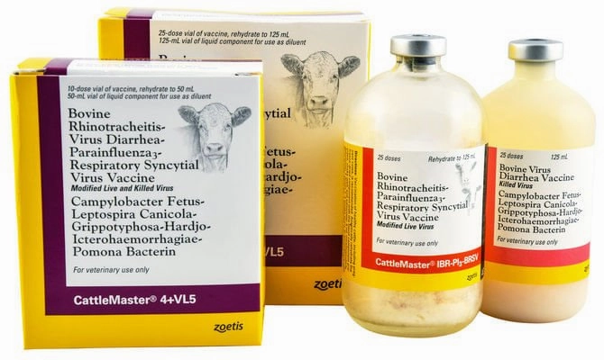 CattleMaster 4   VL5 Cattle Vaccine