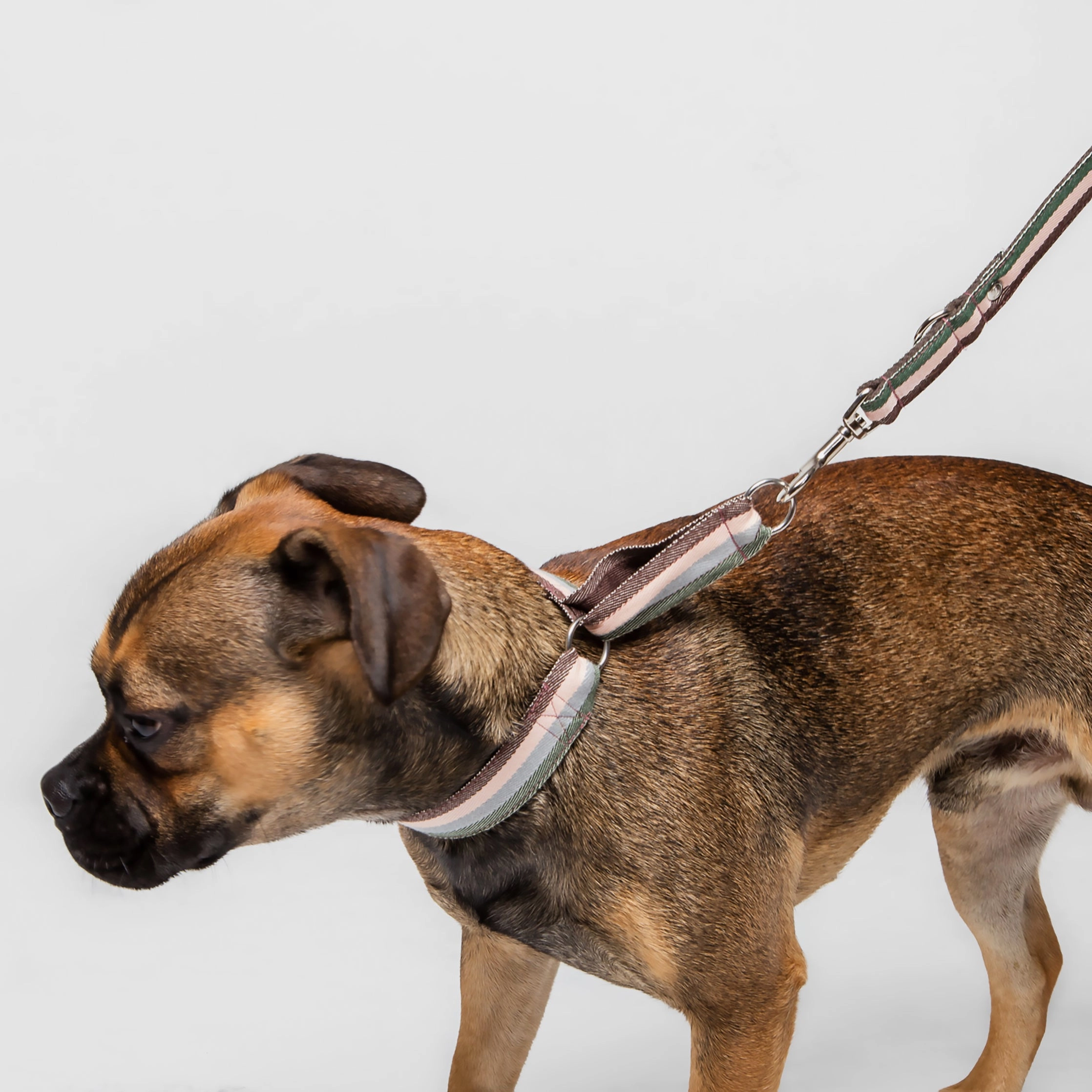 Cloud7: Grace Dog Martingale Collar Brown
