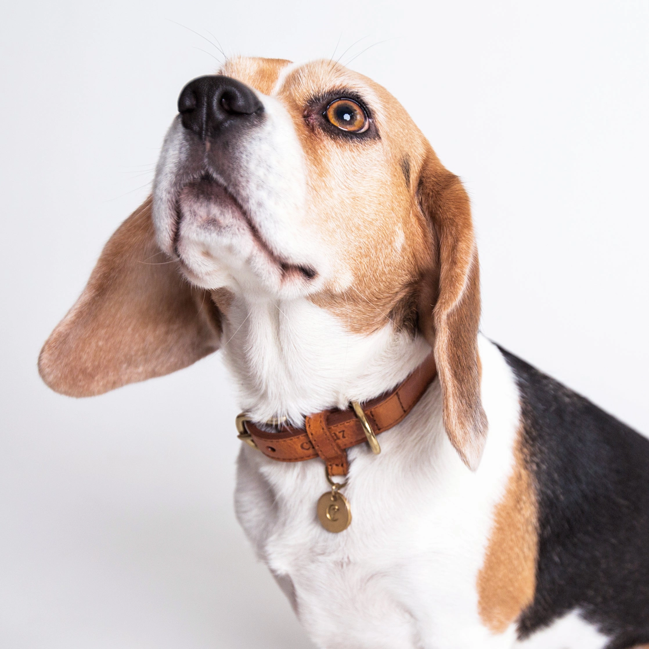 Cloud7: Hyde Park Dog Collar in Cognac