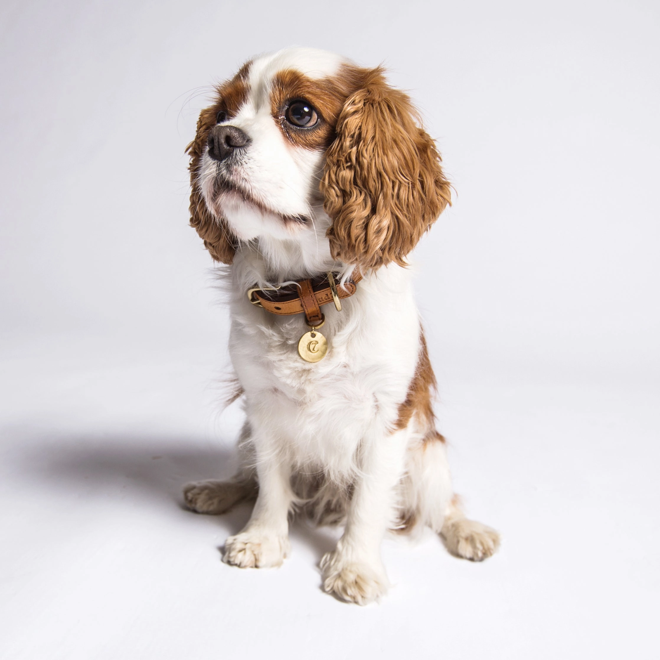 Cloud7: Hyde Park Dog Collar in Cognac