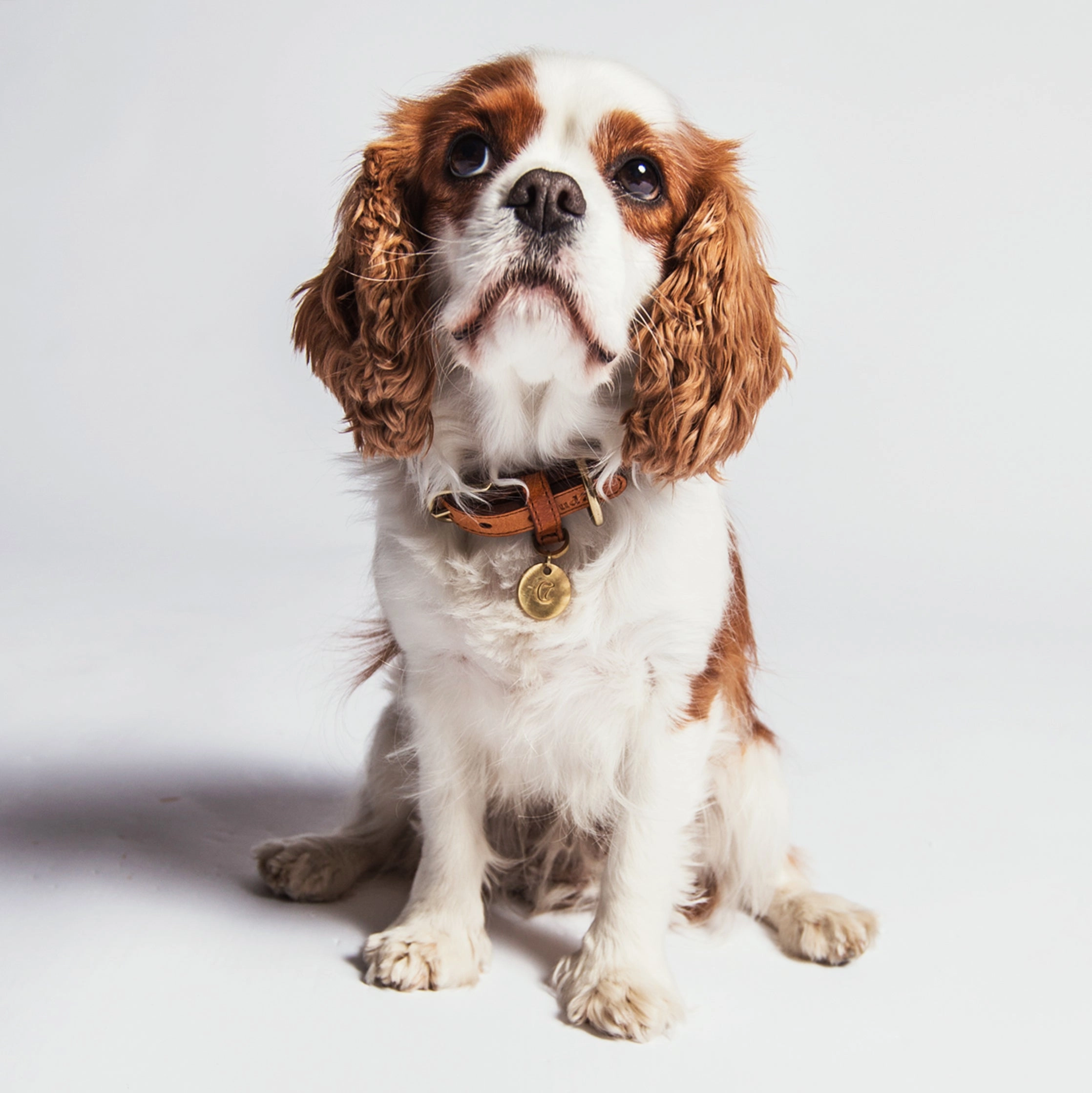 Cloud7: Hyde Park Dog Collar in Cognac