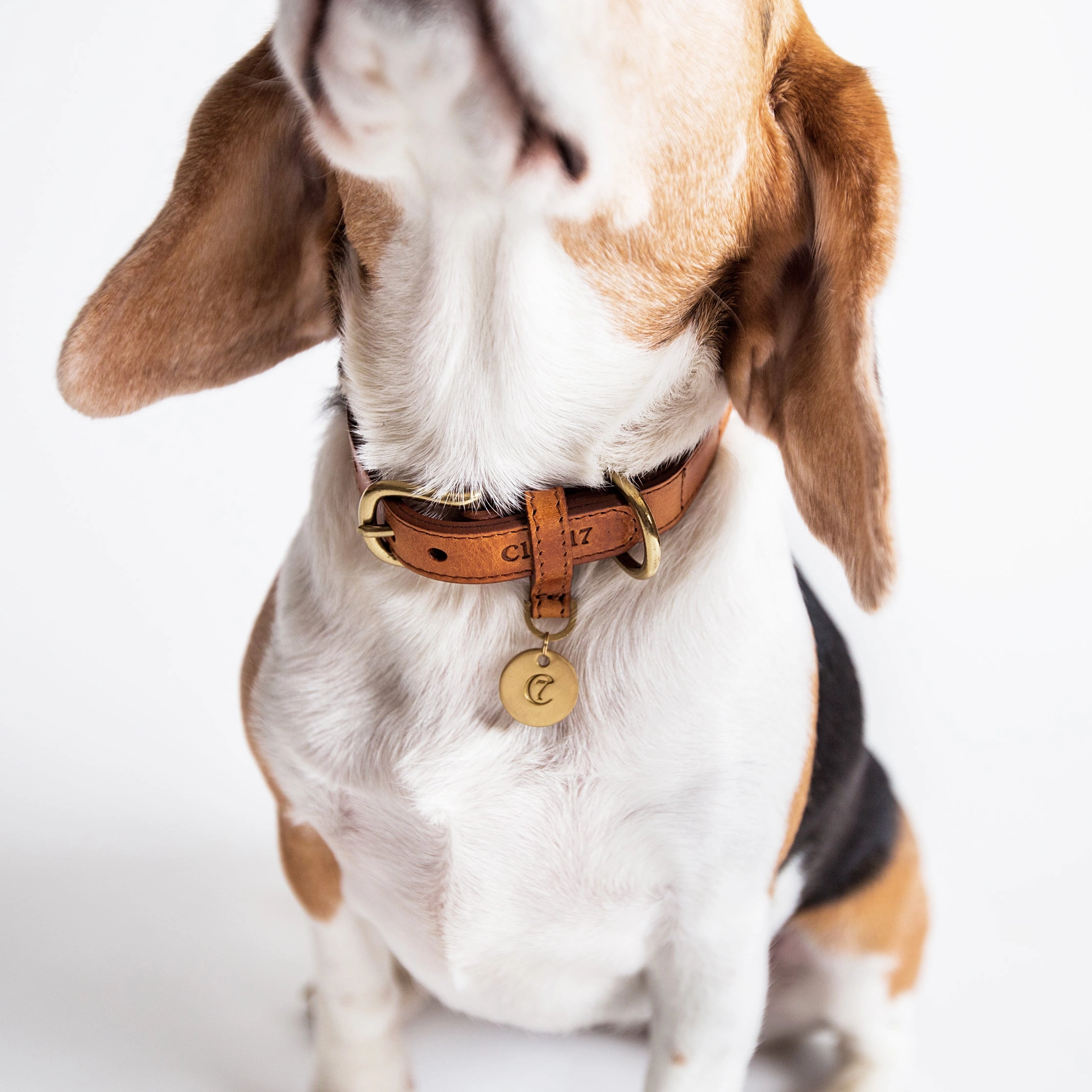 Cloud7: Hyde Park Dog Collar in Cognac