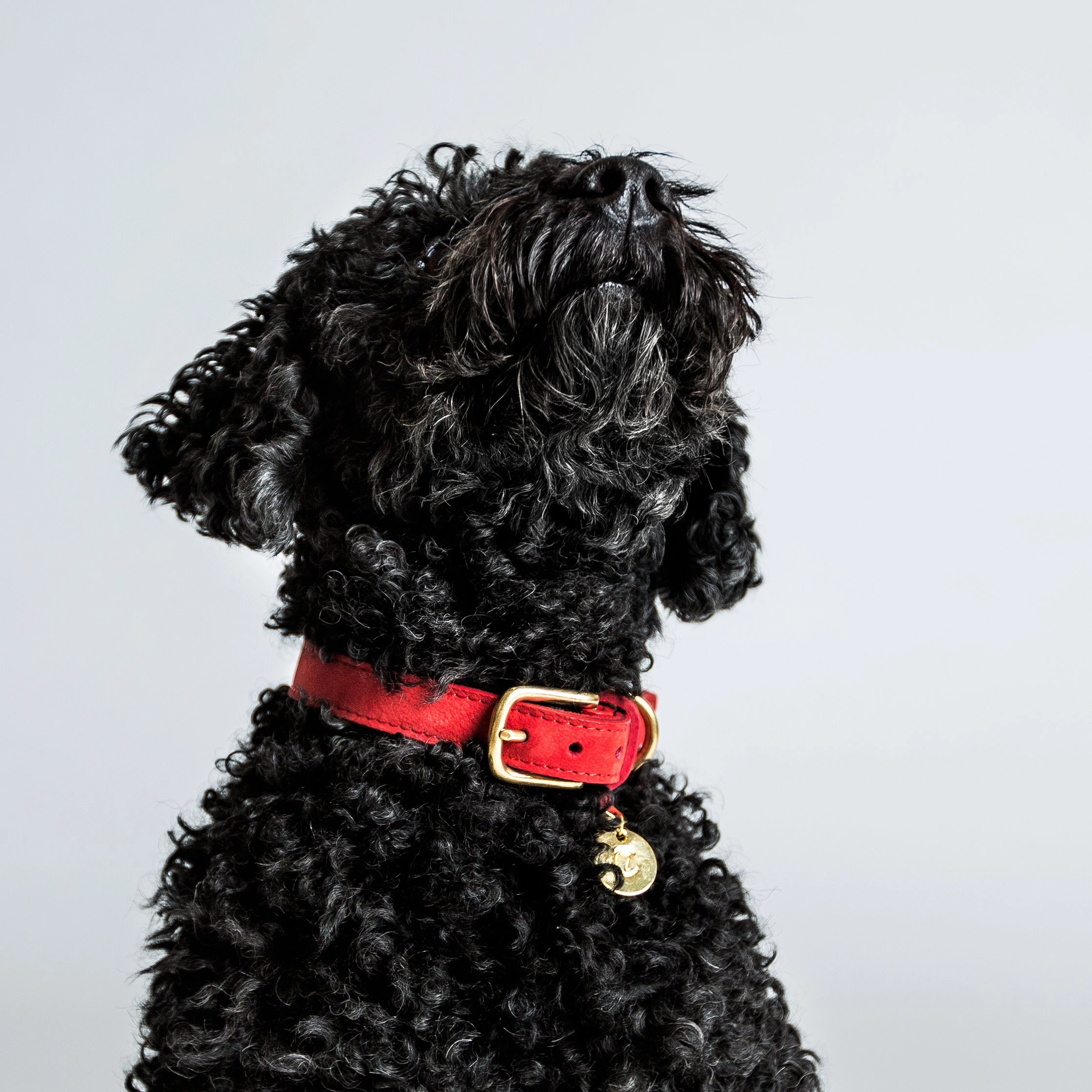 Cloud7: Tiergarten Nubuck Dog Collar in Cherry Red