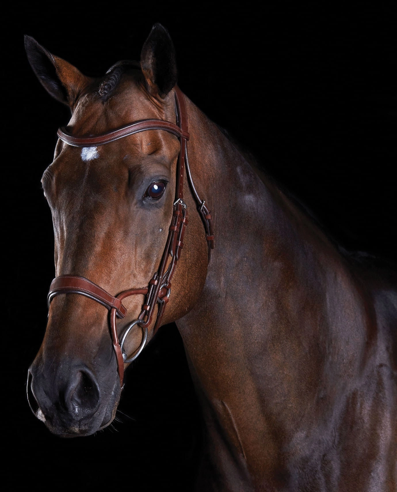Collegiate ComFITec Training Bridle