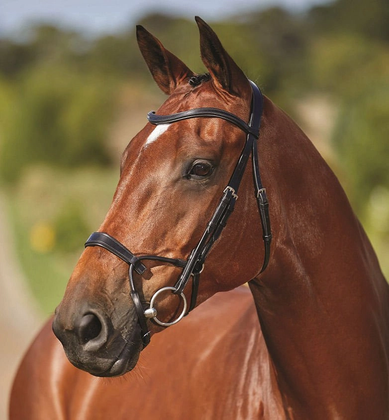 Collegiate ComFITec Training Bridle