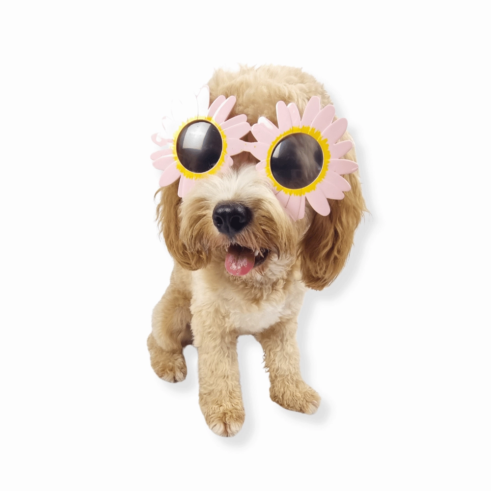 Daisy Dog Glasses