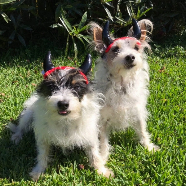 Devil Horns Dog Headpiece