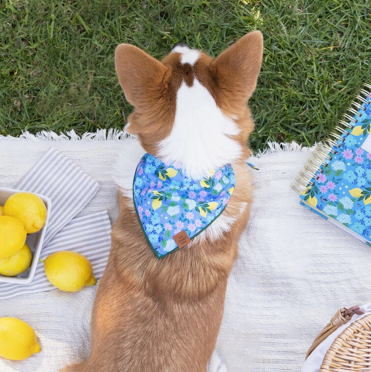Dog and Cat Bandana: TFD x Simplified Bees in Bloom