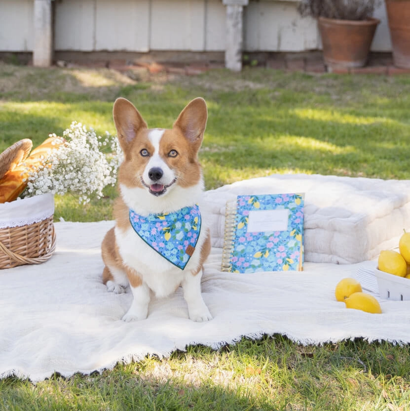 Dog and Cat Bandana: TFD x Simplified Bees in Bloom