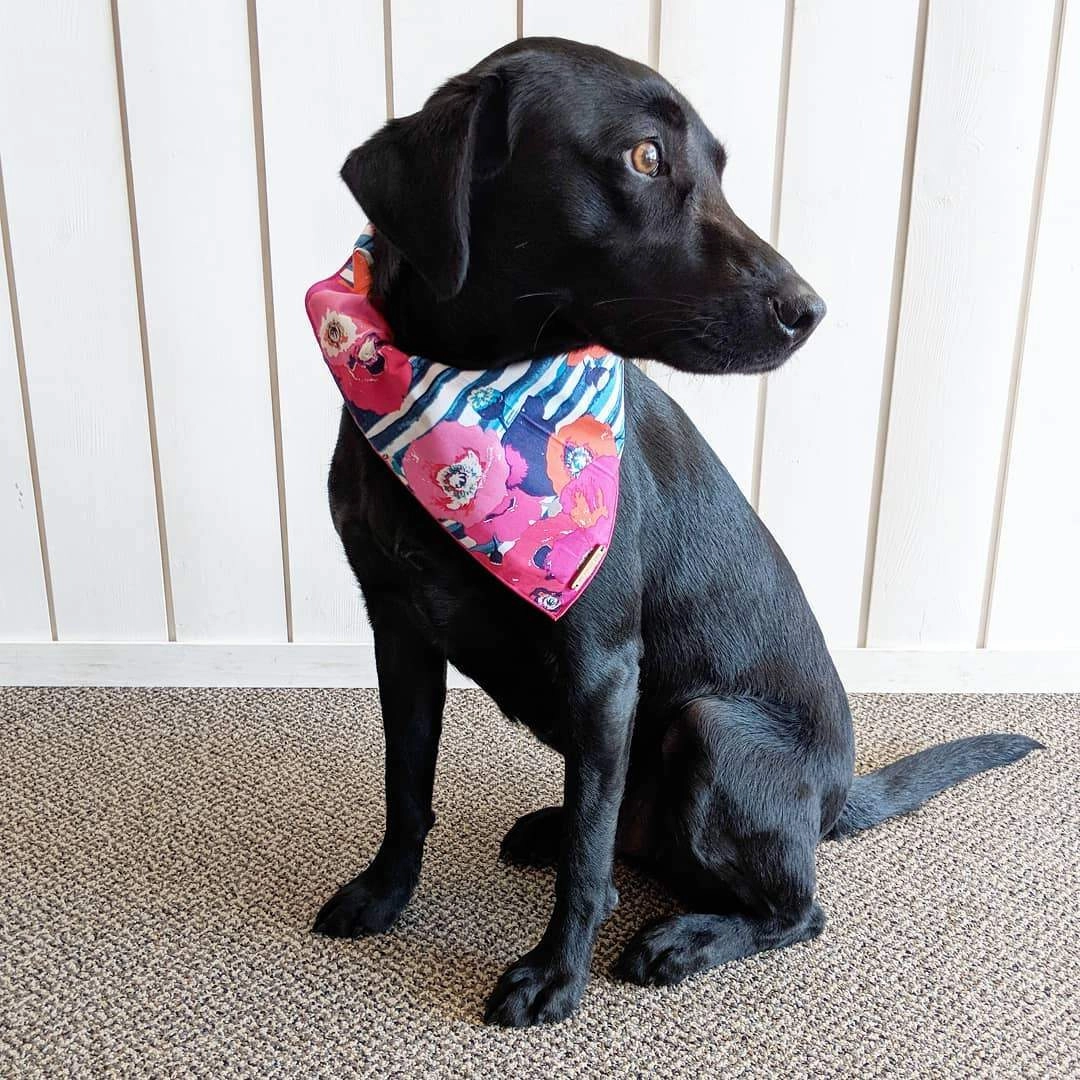 Dog and Cat Bandana: Water Colour Poppies