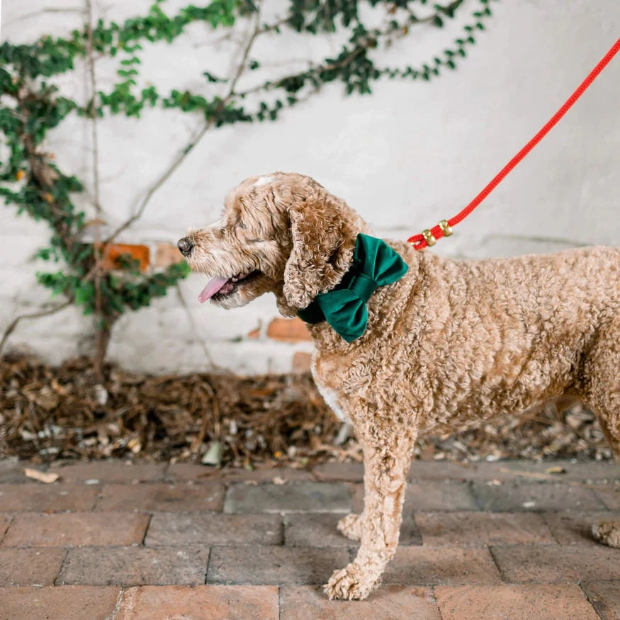 Dog and Cat Bowtie: Forest Green Velvet