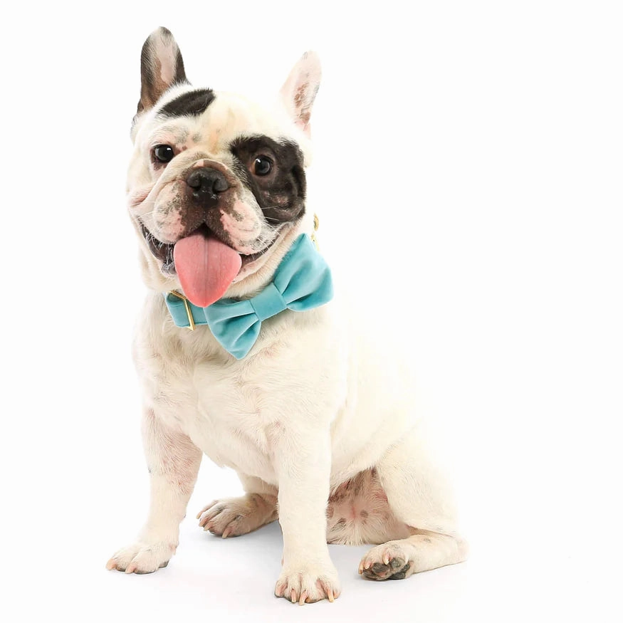 Dog and Cat Bowtie: Robin's Egg Velvet