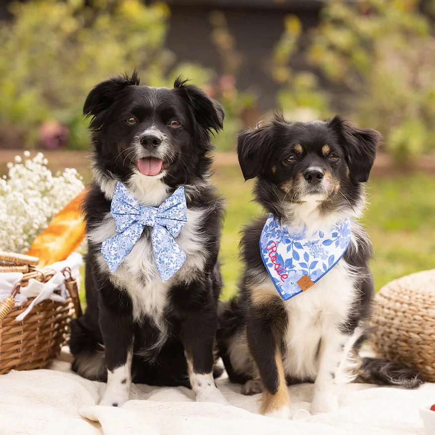 Dog and Cat Lady Bowtie: Blue Roses