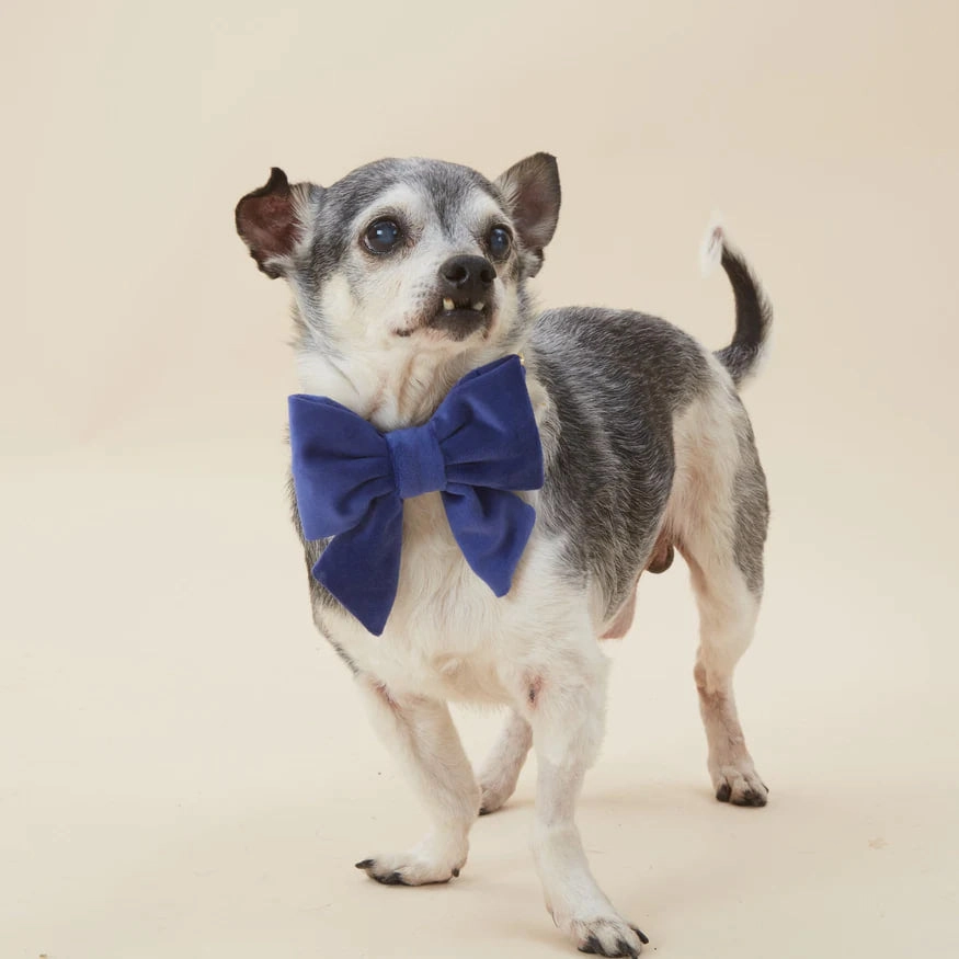 Dog and Cat Lady Bowtie: Navy Velvet