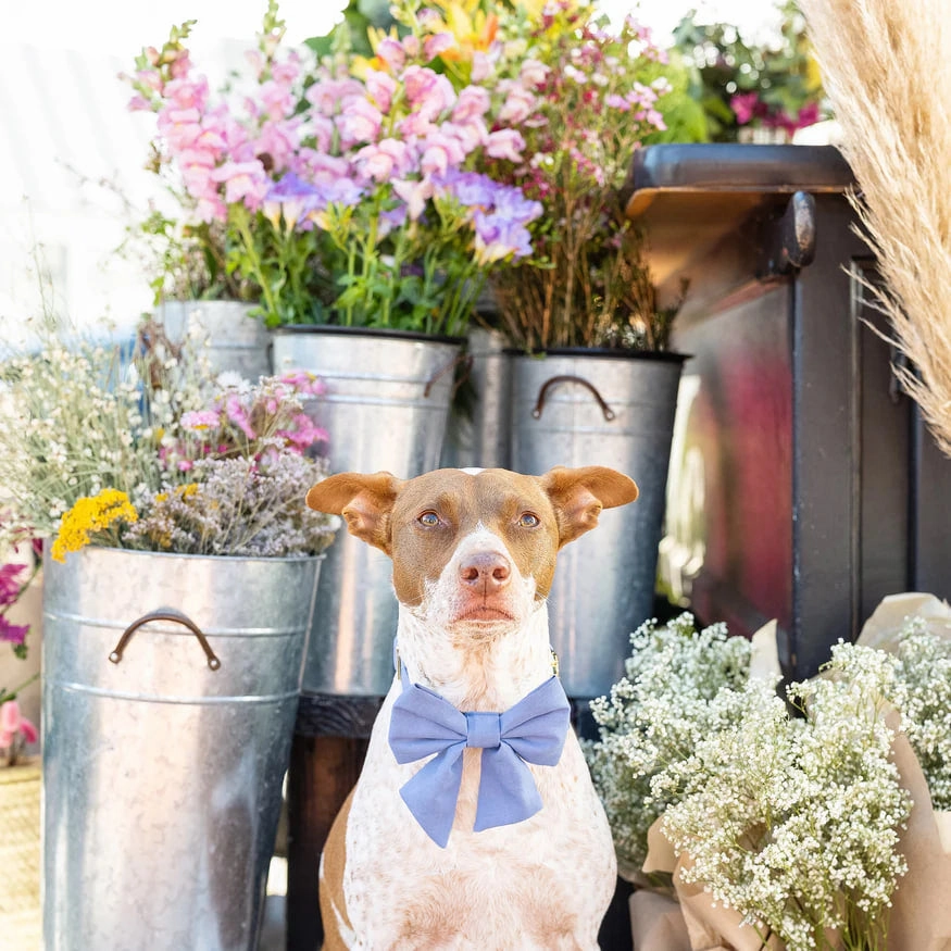 Dog and Cat Lady Bowtie: Periwinkle