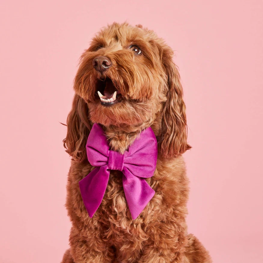 Dog and Cat Lady Bowtie: Plum Velvet