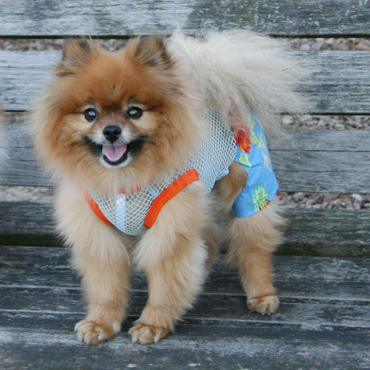 Dog Belly Band Boxers Lahaina