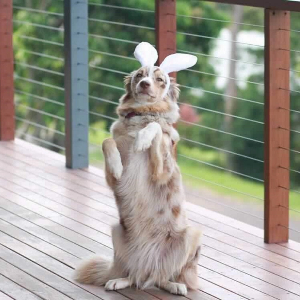 Dog Bunny Ears