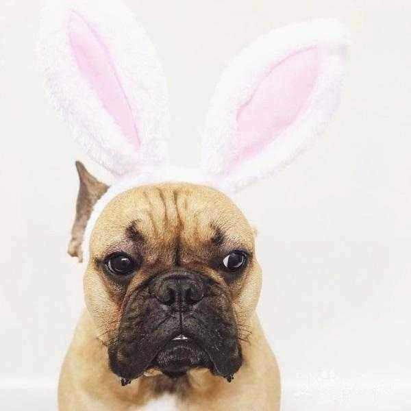 Dog Bunny Ears