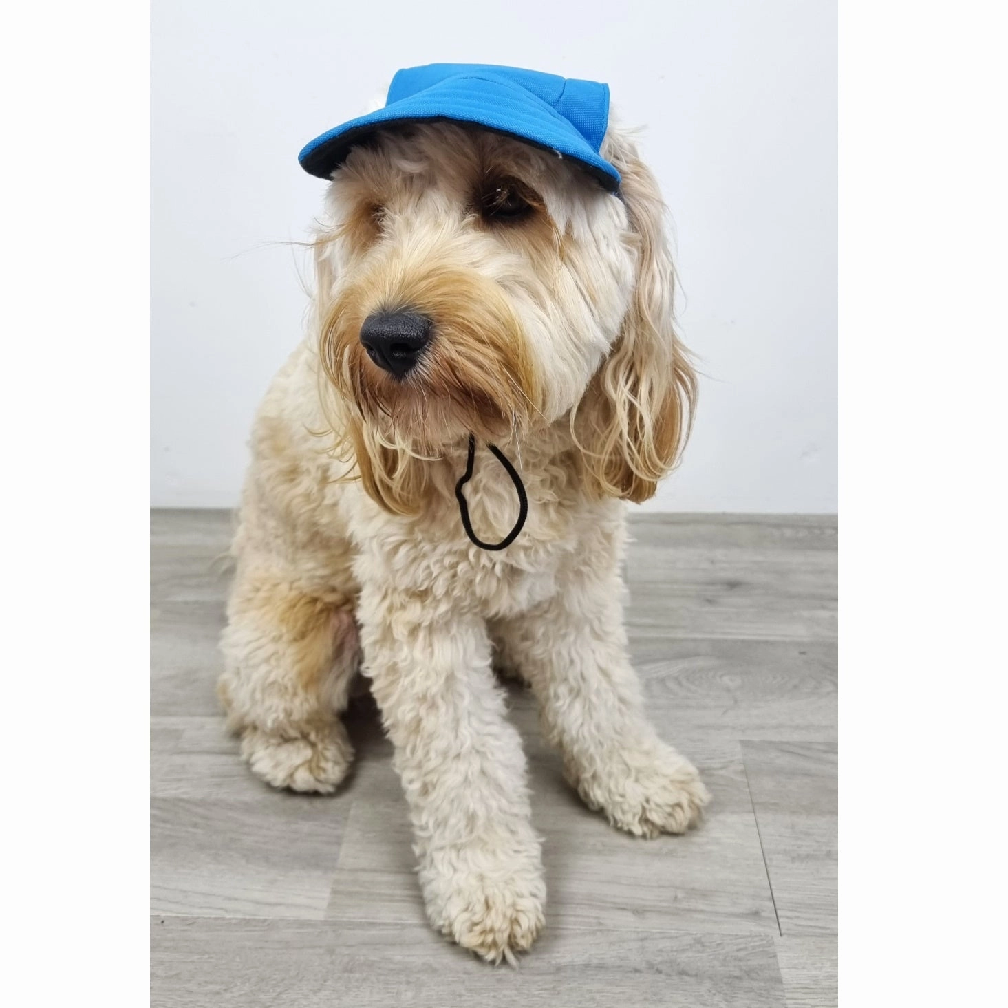 Dog Cap - Blue