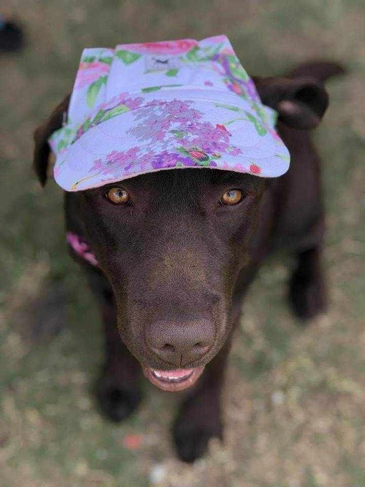 Dog Cap - Floral