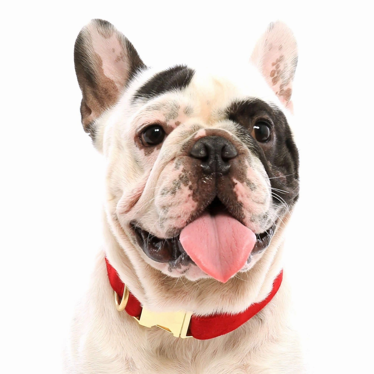 Dog Collar: Cranberry Velvet