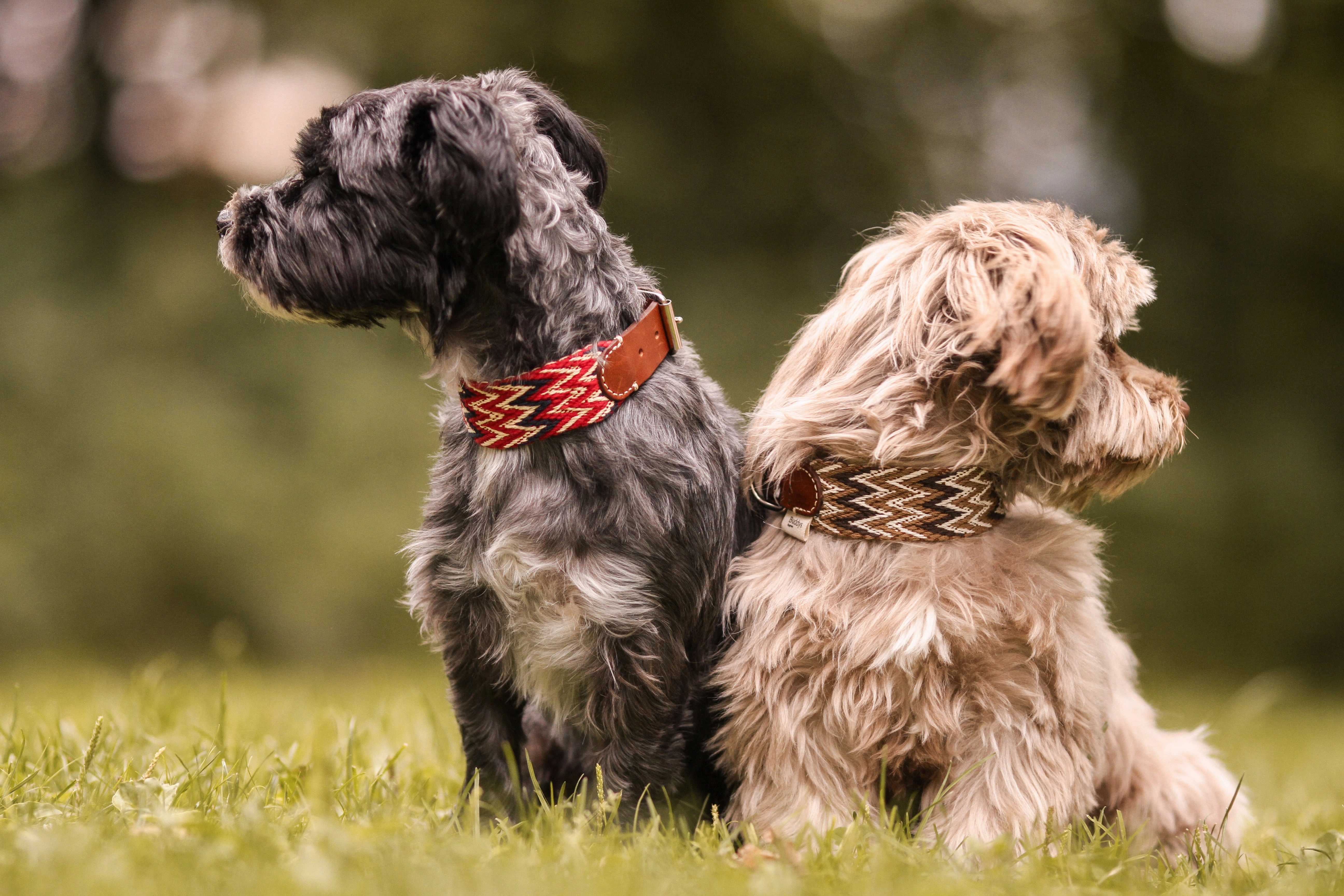 Dog Collar: Peruvian Black