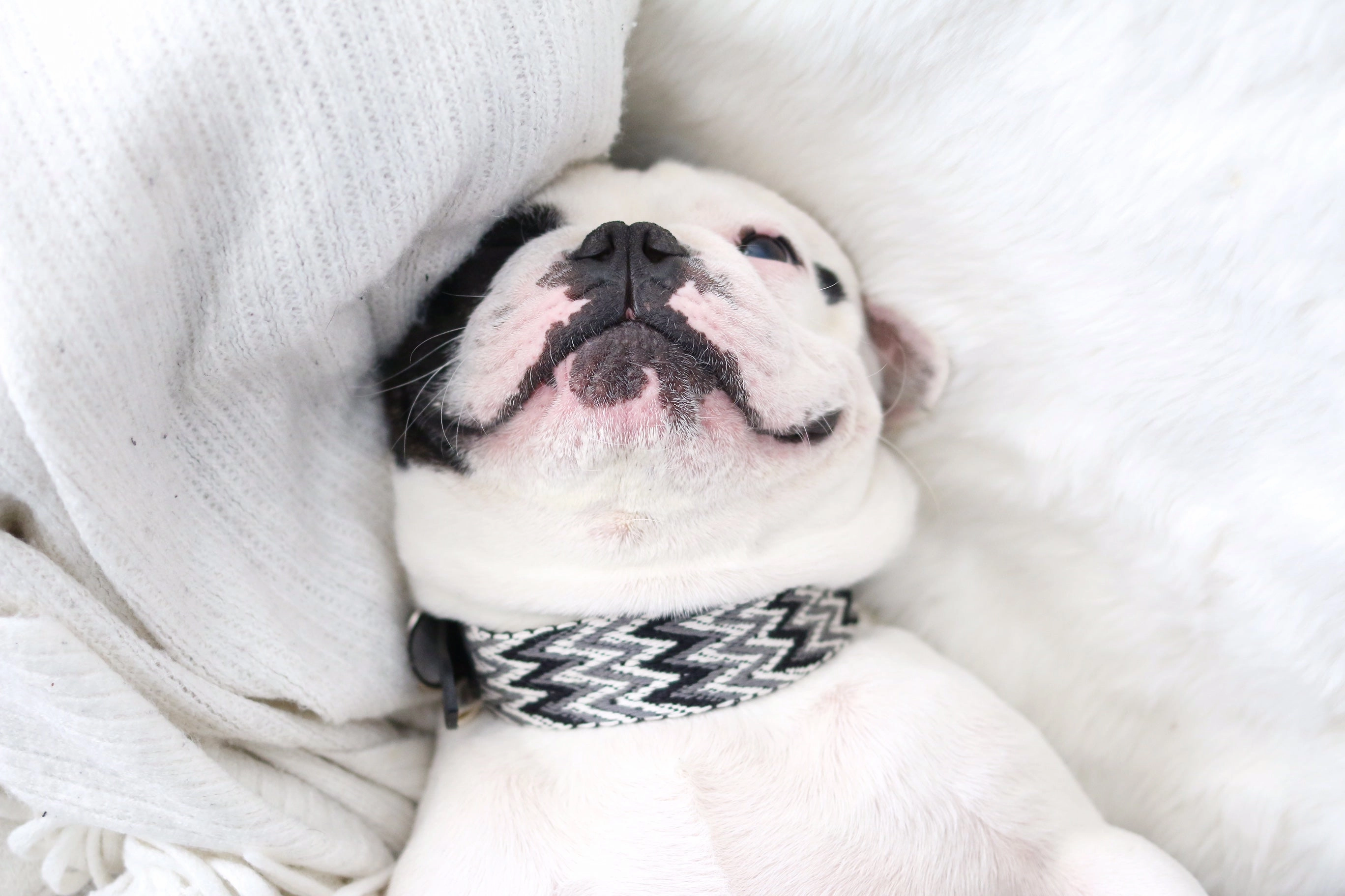 Dog Collar: Peruvian Black