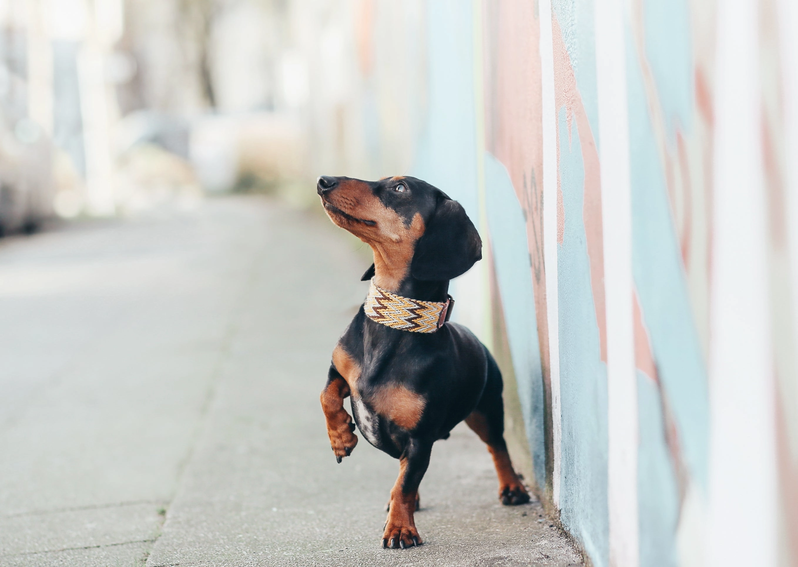 Dog Collar: Peruvian Gold