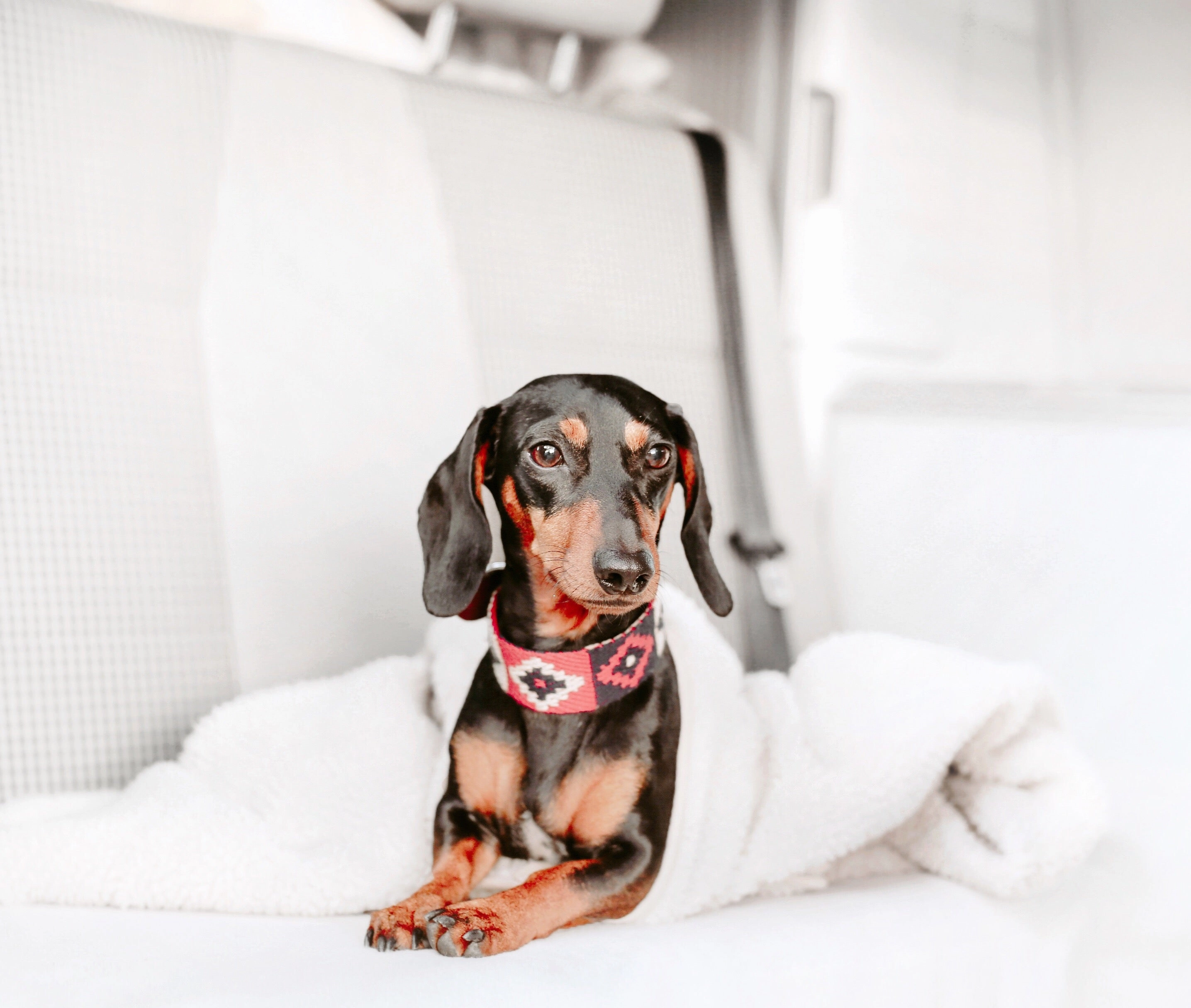 Dog Collar: Peruvian Indian Red