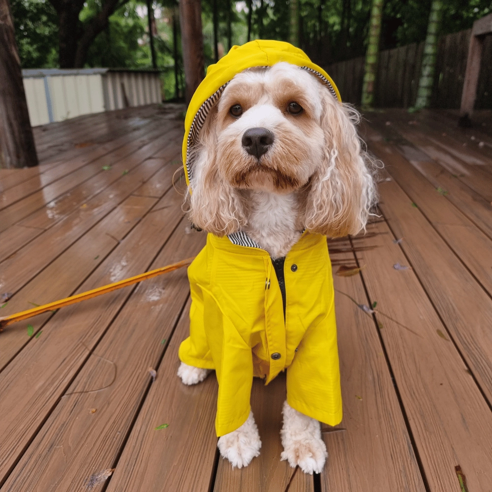 Dog Raincoat - Yellow
