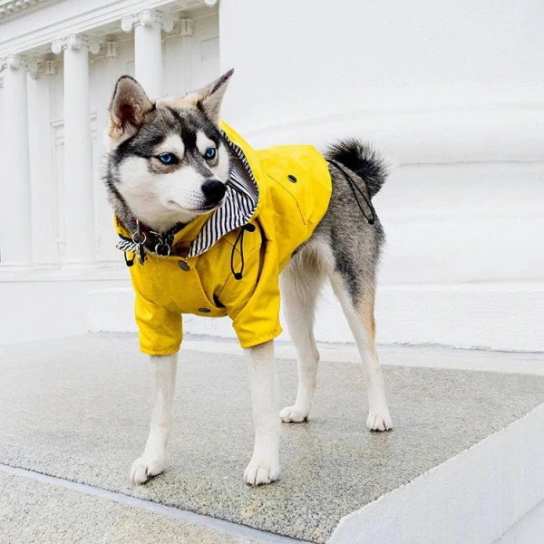 Dog Raincoat - Yellow