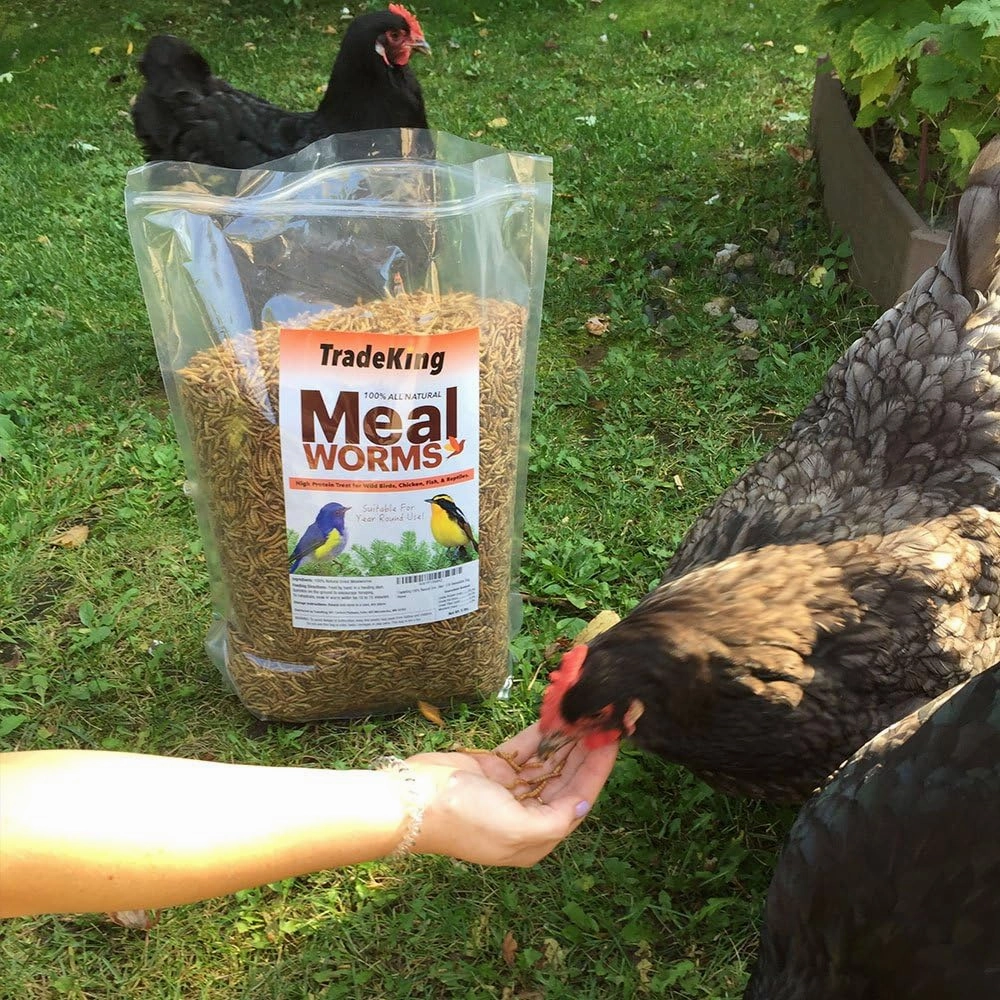 Dried Mealworms