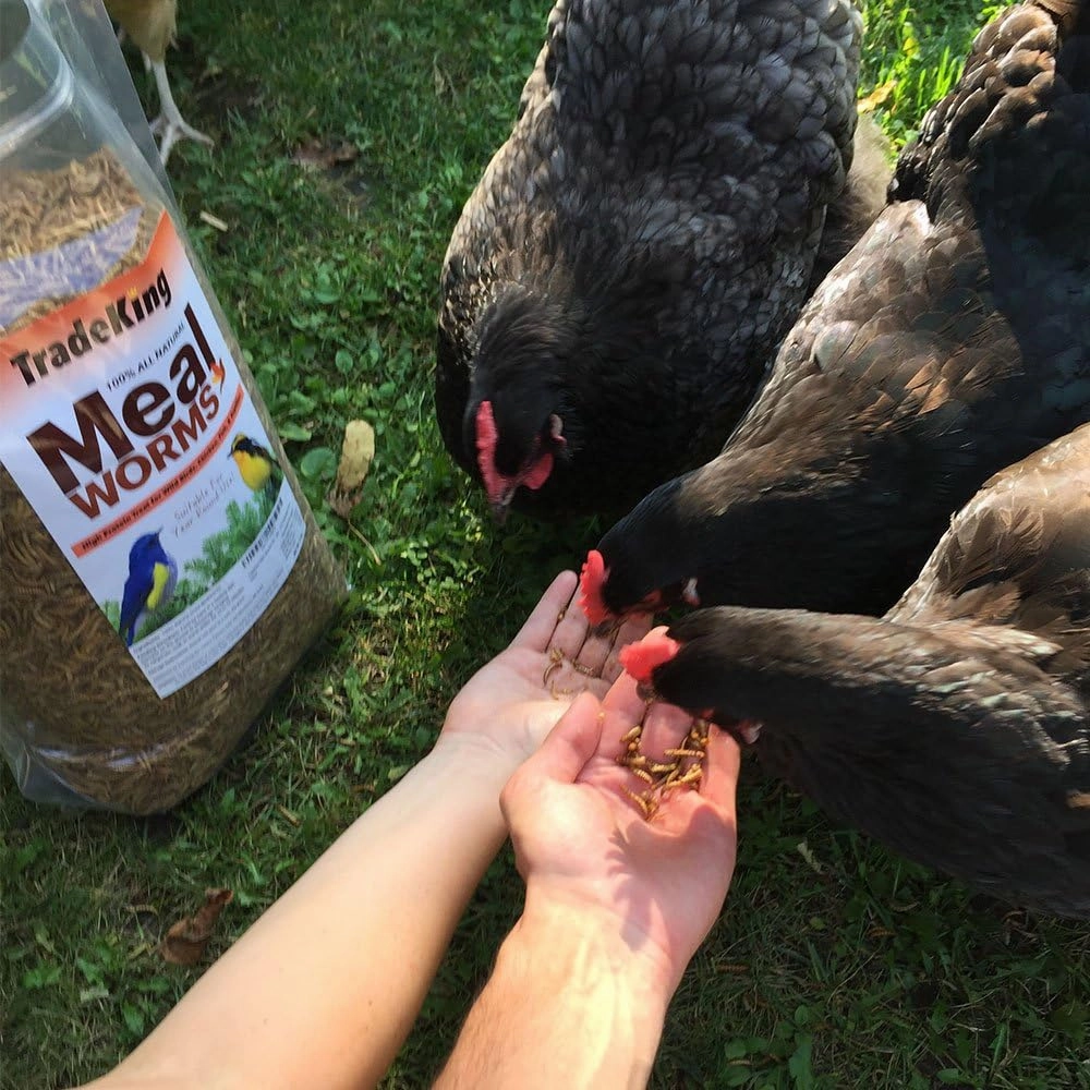 Dried Mealworms