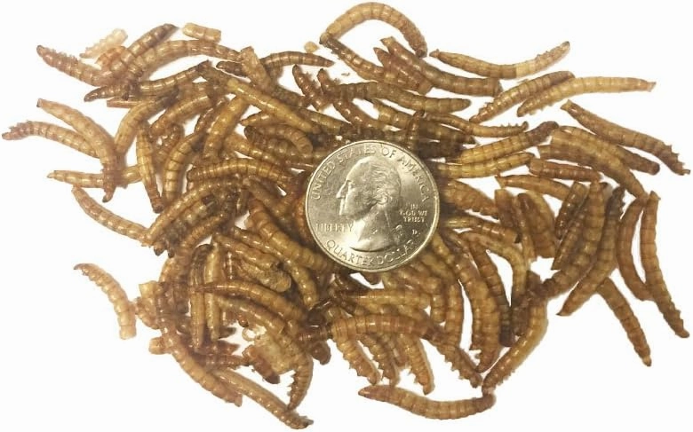 Dried Mealworms
