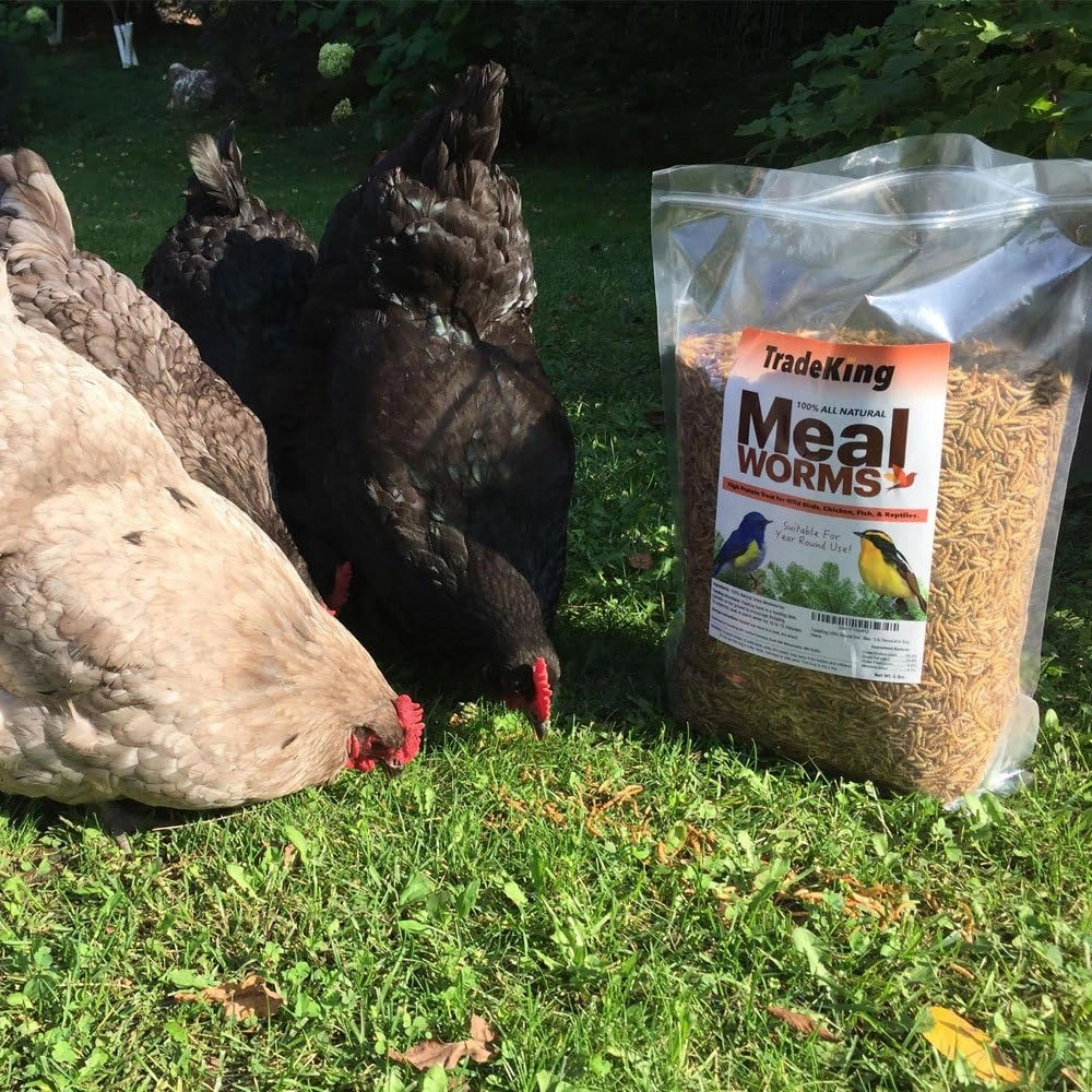 Dried Mealworms