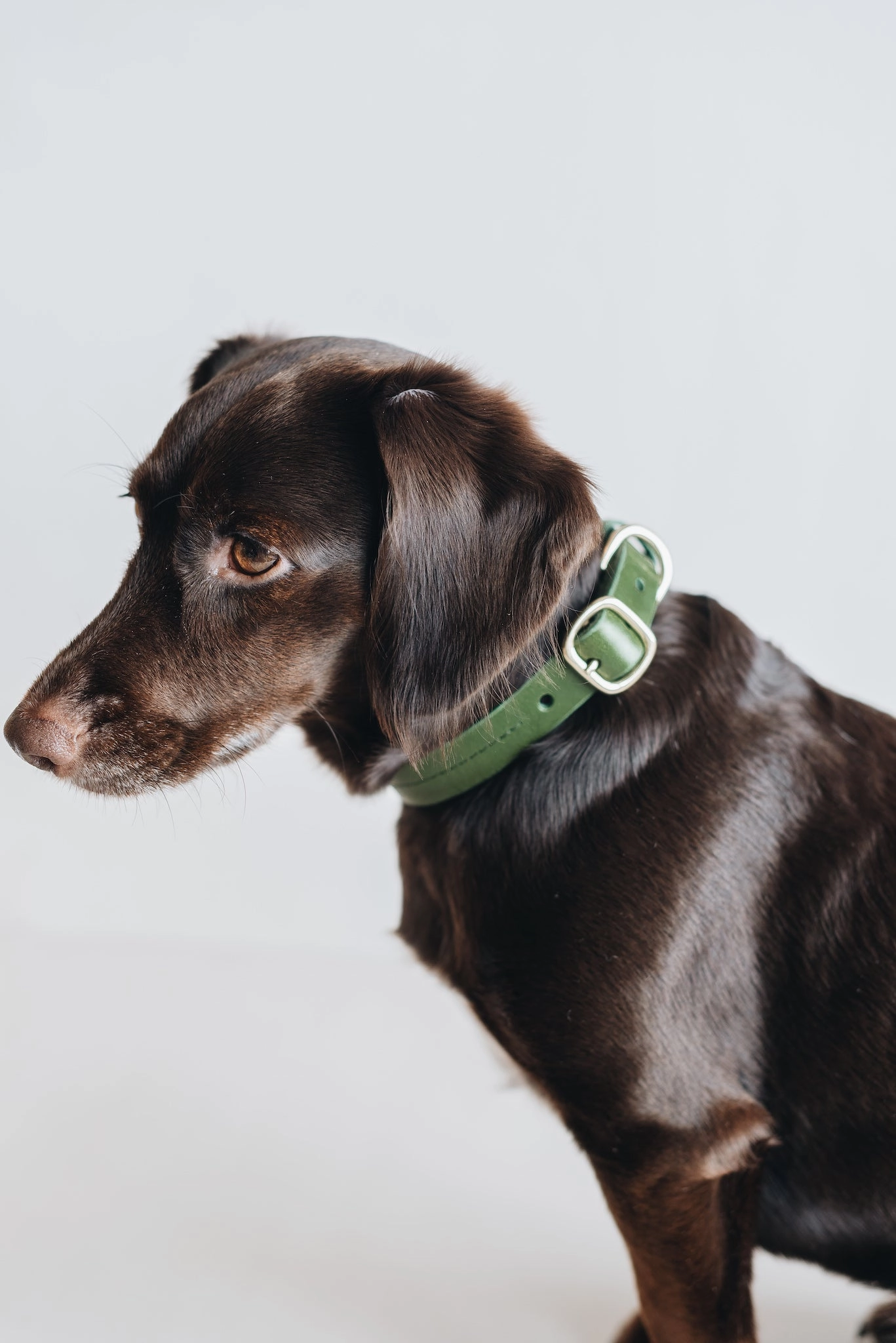 Fir Leather Dog Collar