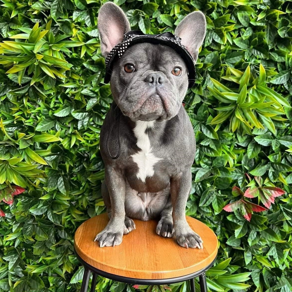 Full Brim Dog Sun Hat Black
